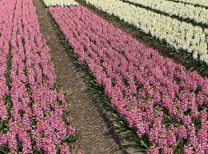 Appartement 't Souterrain *