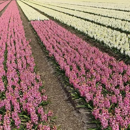 Apartamento 't Souterrain *